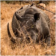 Neushoorn - Rhino - Zuid Afrika