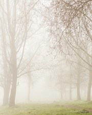 Mist in het park