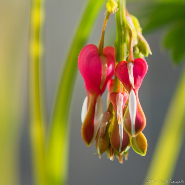 Spectabilis (tranen gebroken hartjes plant)