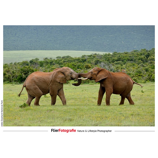 2 elephants at Addo Elephant National Park ZA