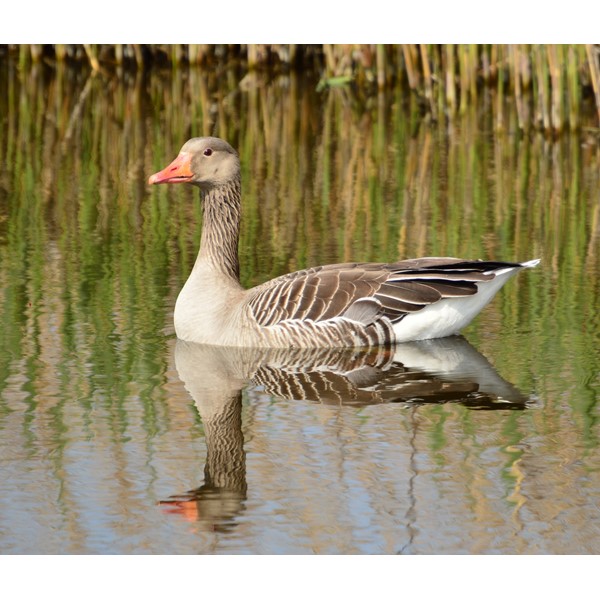 Gans printen.jpg