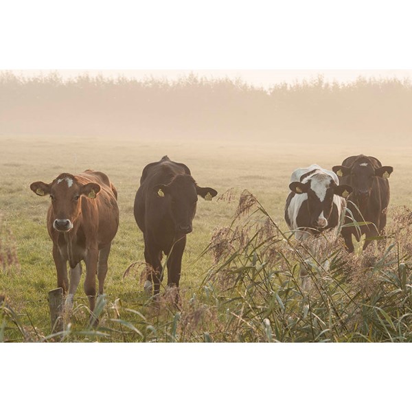 Cows in the fog
