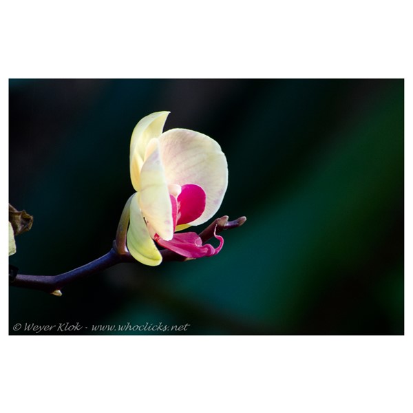 Plaatjes uit de polder_orchideeenhoeve-01(1).jpg