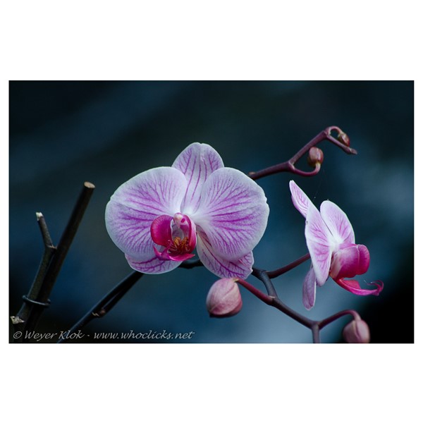 Plaatjes uit de polder_orchideeenhoeve-04.jpg