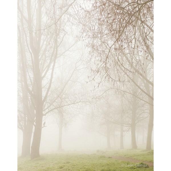 Mist in het park